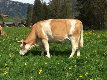 Cow grazing in a field