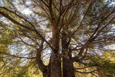 Full frame shot trees