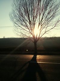 Silhouette of trees at sunset