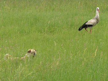 Duck on field