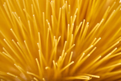 Full frame shot of yellow flower