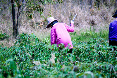 Traditional farming as in the old days when thai women mowed the grass in the fields alone.