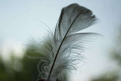 Close-up of feather against sky