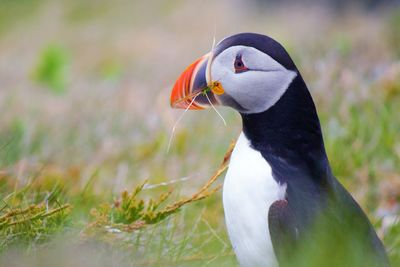 Close-up of puffin on grass