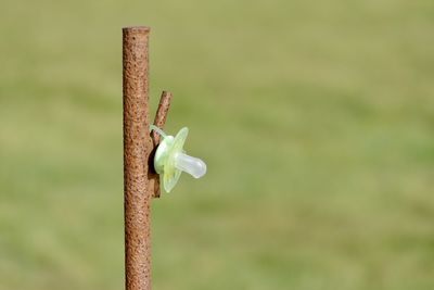 Close-up of lizard on wooden post in field