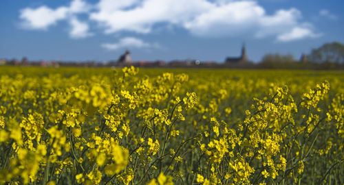 Scenic view of oilseed rape field