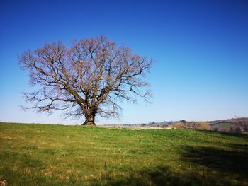 Bare tree on field against clear blue sky