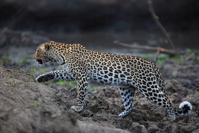 Side view of leopard walking on rocks at south luangwa national park