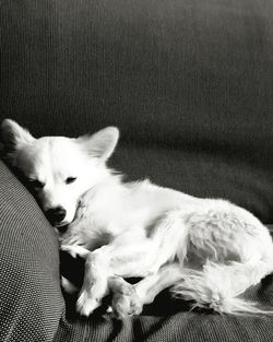 Close-up of dog relaxing on sofa