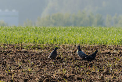 View of birds on land
