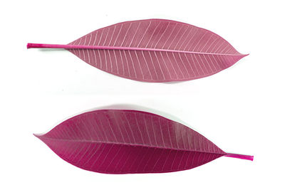 Directly above view of pink umbrella against white background