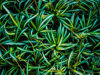 High angle view of plants