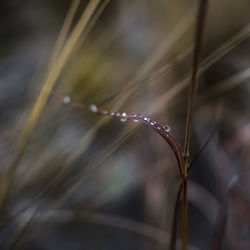 Close-up of wet plant during rainy season