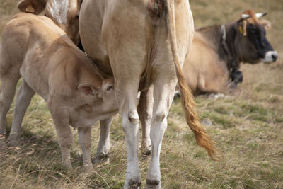 Cows in a field