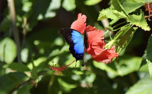 Close-up of butterfly pollinating on flower