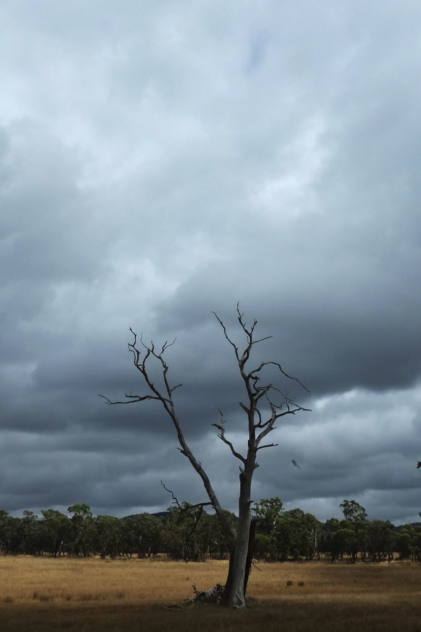 sky, cloud - sky, tranquility, cloudy, tree, tranquil scene, landscape, bare tree, field, scenics, nature, beauty in nature, cloud, grass, overcast, non-urban scene, weather, tree trunk, branch, single tree