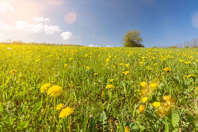 Yellow flowers growing on field