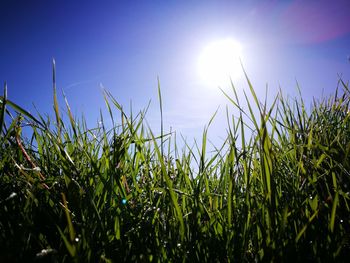 Close-up of grass on field against clear sky