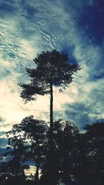 Low angle view of trees against cloudy sky