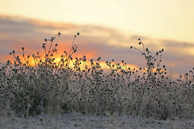 Plants growing on field against sky during sunset