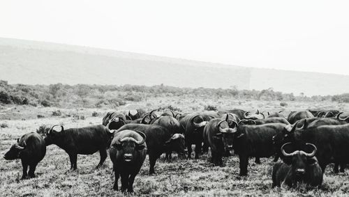 Buffalo on a field