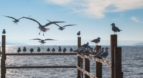 Seagulls perching on wooden railing by sea against sky