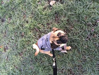 High angle view of dog on grass