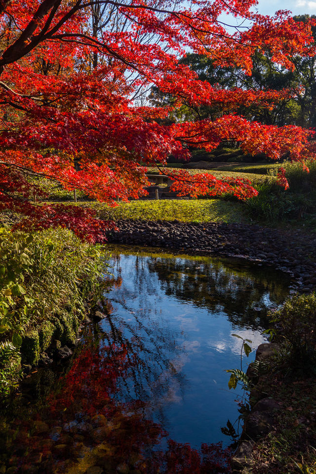 REFLECTION OF TREES ON LAKE DURING AUTUMN