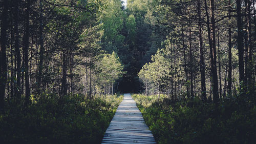 People walking on footpath amidst trees in forest