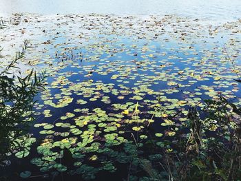 High angle view of water lily in lake