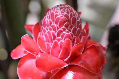 Close-up of pink rose flower