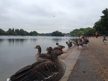 Ducks in a lake