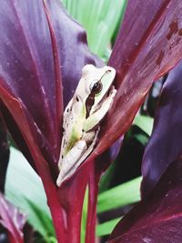 Close-up of frog on leaf