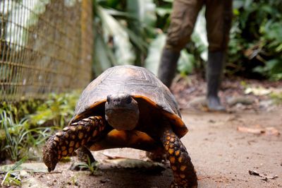 Close-up of tortoise