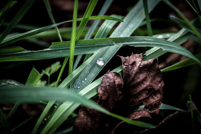 Close-up of wet leaves