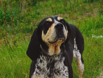 Close-up portrait of dog on field