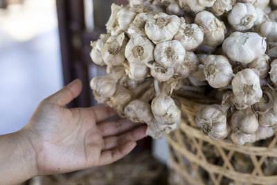 Selective focus large bunch of garlic in the saplings of agricultural gardeners 