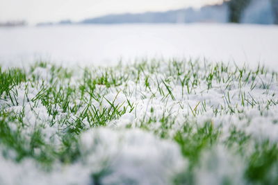 Grass on field during winter