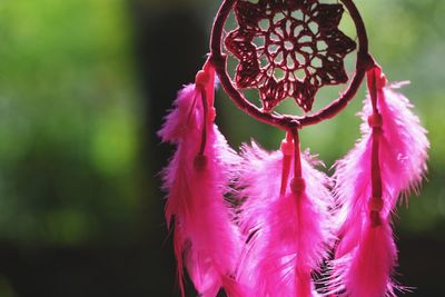 Close-up of pink flowers