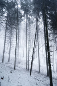 Trees in snow covered foggy forest