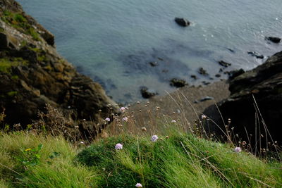 High angle view of grass by sea