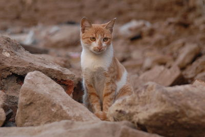 Portrait of cat