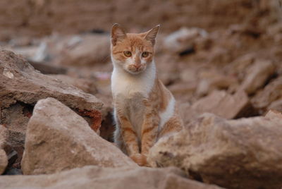 Cat living in street of aswan, egypt