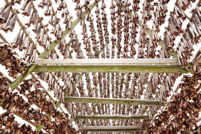 High angle view of bamboo on field