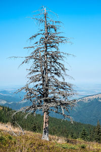 Old dried big fir tree on the mountain