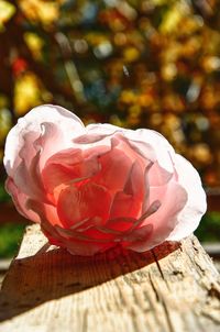Close-up of rose plant