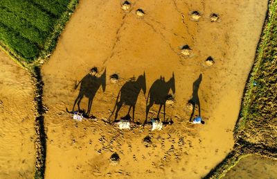 High angle view of shadow on shore