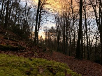 Bare trees in forest against sky