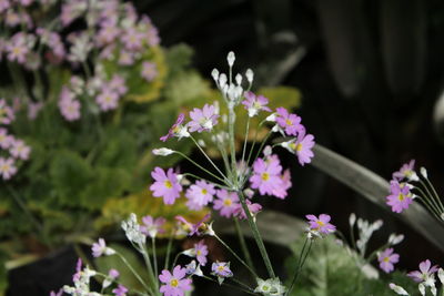 Close-up of flowers blooming outdoors