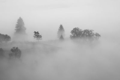 Trees on landscape against sky